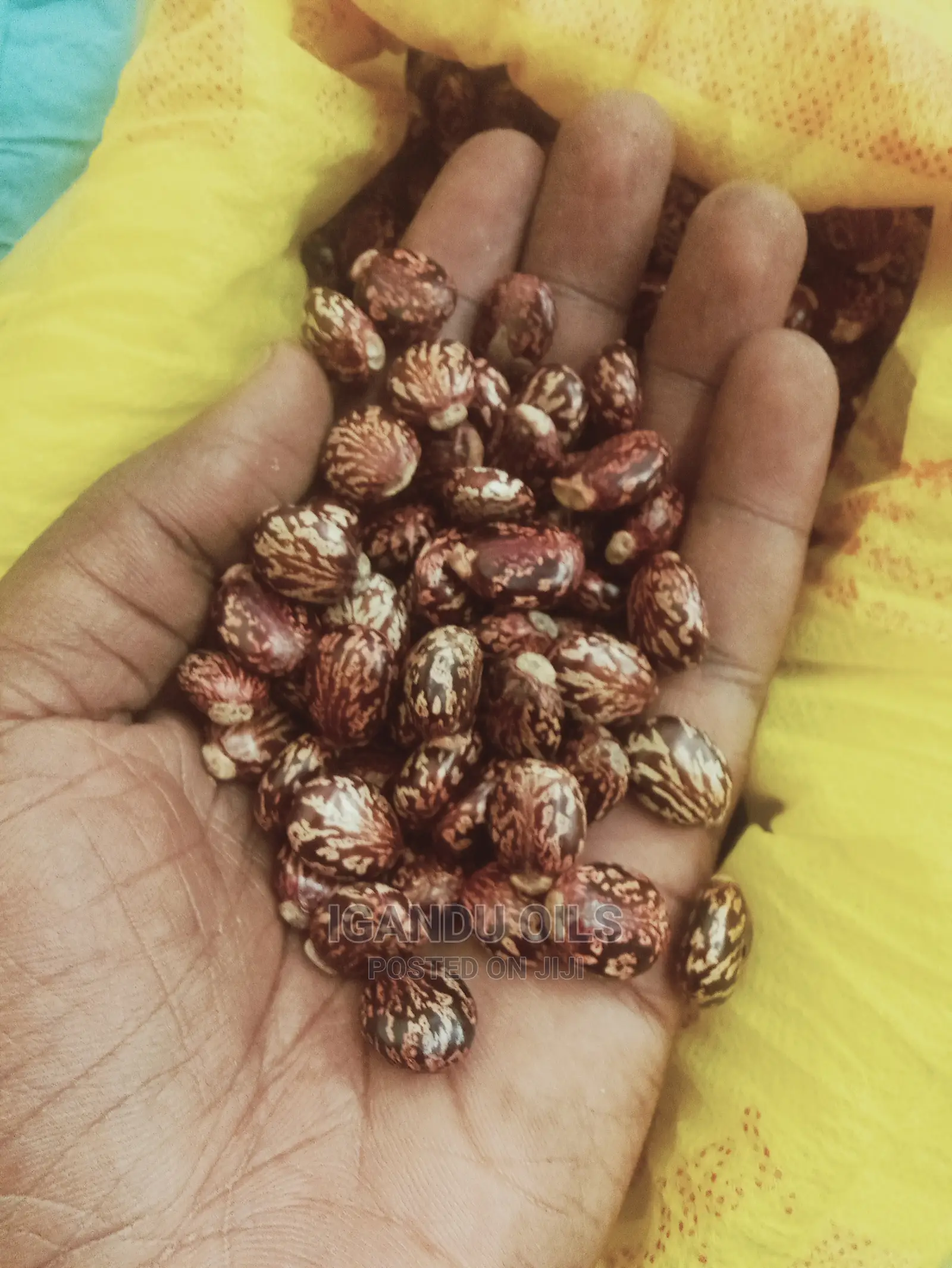 Black Castor Seeds (Jamaican and White