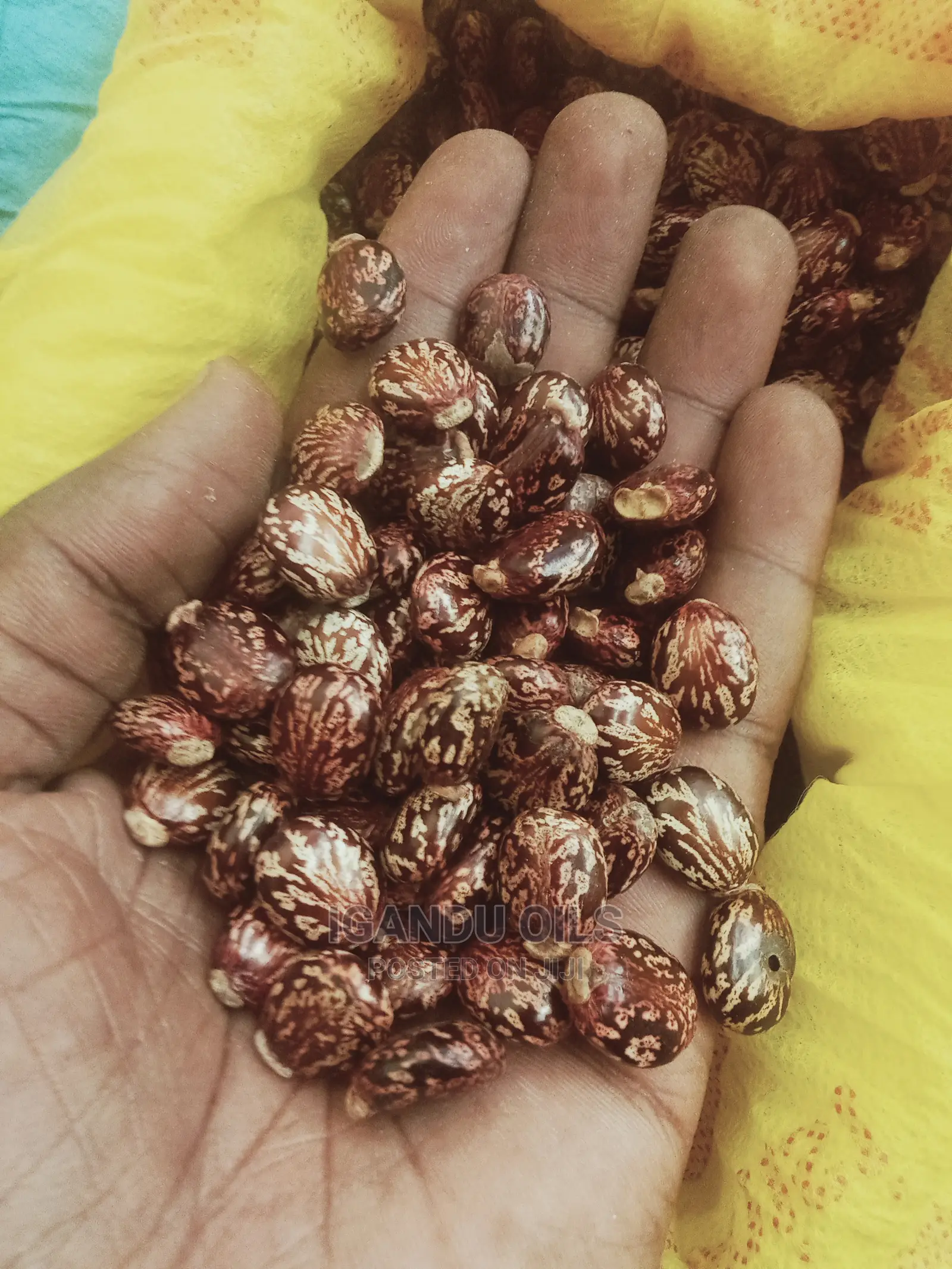 Black Castor Seeds (Jamaican and White