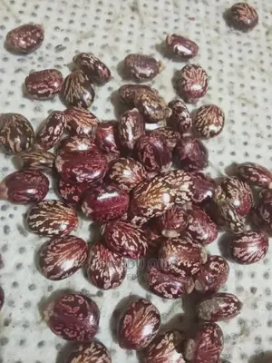 Black Castor Seeds (Jamaican and White