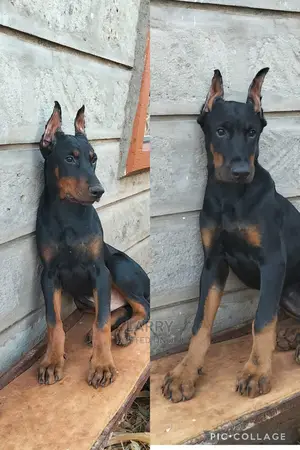 1-3 Month Male Purebred Doberman Pinscher