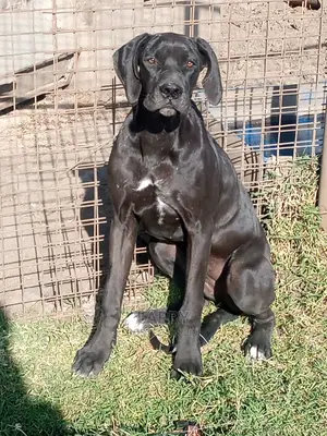 1+ Year Female Purebred Great Dane