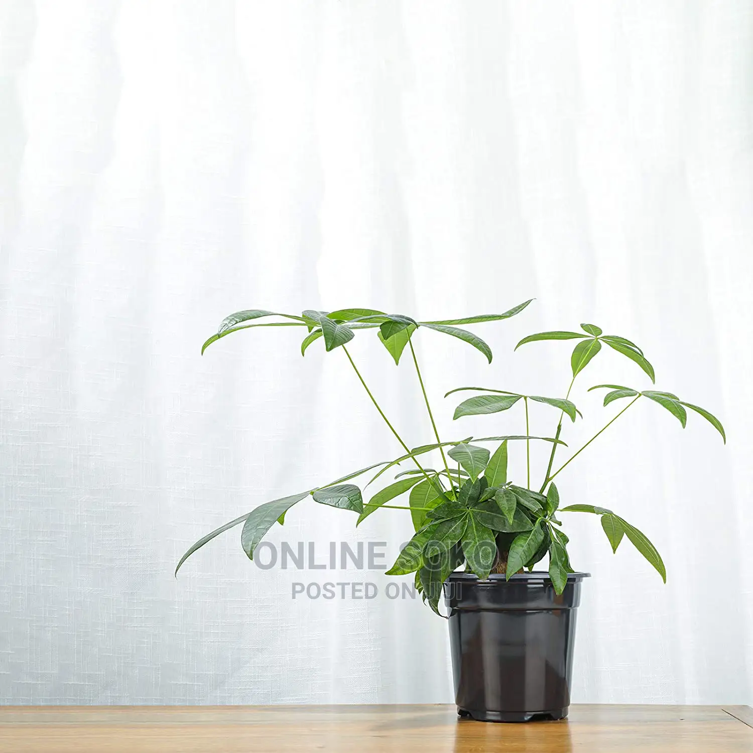 Reusable Disposable Plastic Plant Seedling Flower Pots - 10