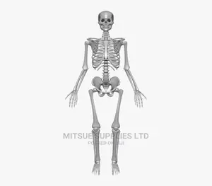 Human Skeleton With Stand Full India Type 1