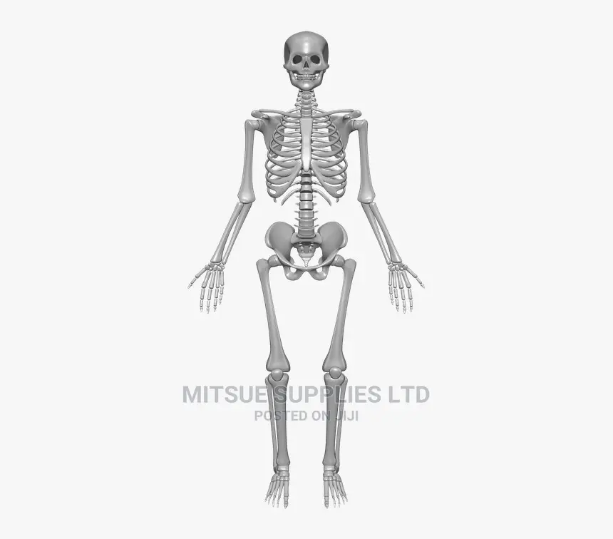 Human Skeleton With Stand Full India Type 1