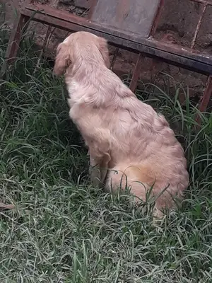 1-3 Month Female Purebred Golden Retriever