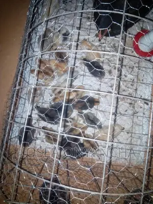 Pure Kienyeji Chicks
