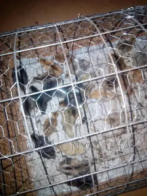 Pure Kienyeji Chicks