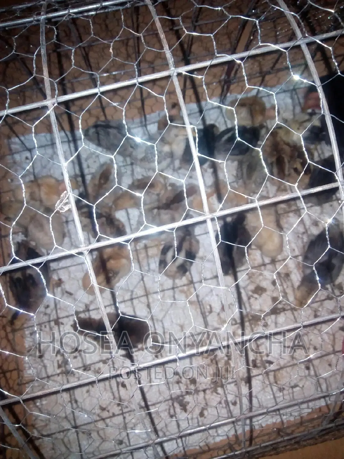 Pure Kienyeji Chicks