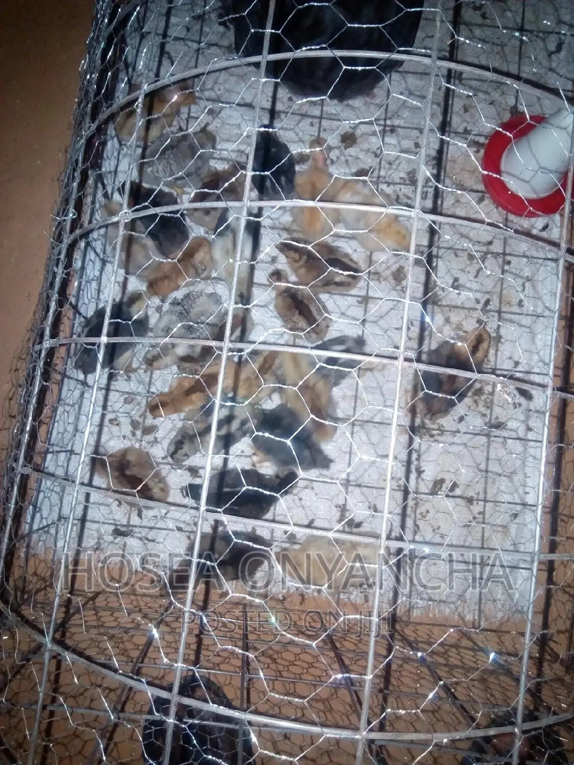 Pure Kienyeji Chicks