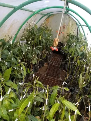 Misters Sprinkler System