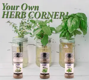 Mint Herbs