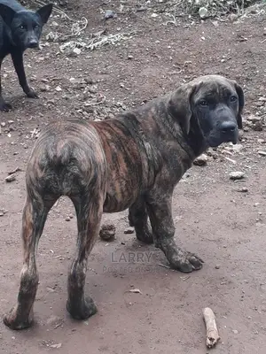 1-3 Month Female Purebred Boerboel