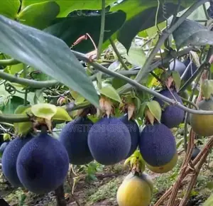 Sweet Granadilla Passion