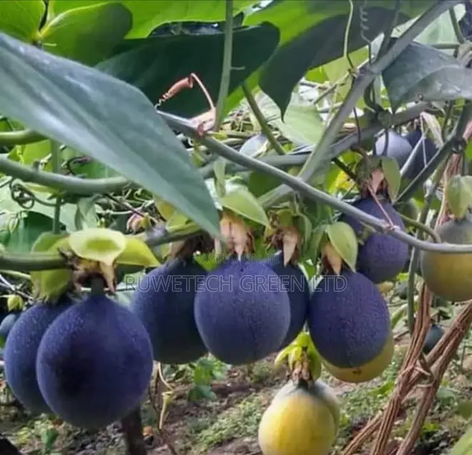 Sweet Granadilla Passion