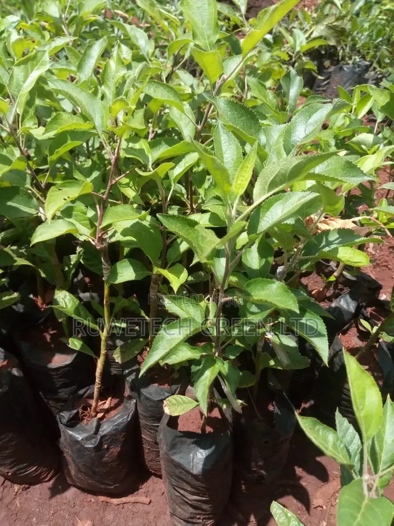 Grafted Apples Seedlings