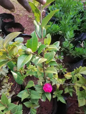Camellia Plants
