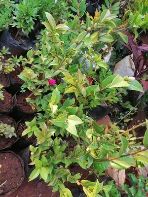 Camellia Plants