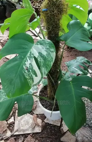 Variagated Monstera Plant