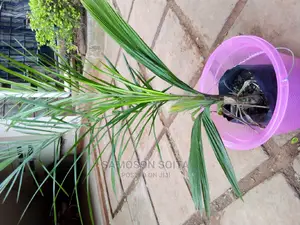 Shaping and Gardening
