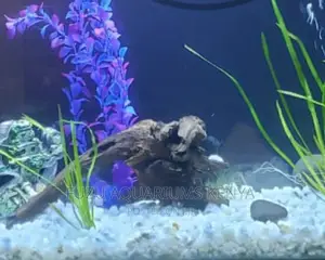 Aquarium Driftwood Available