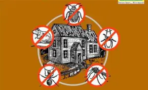 Bug's and Pest Control