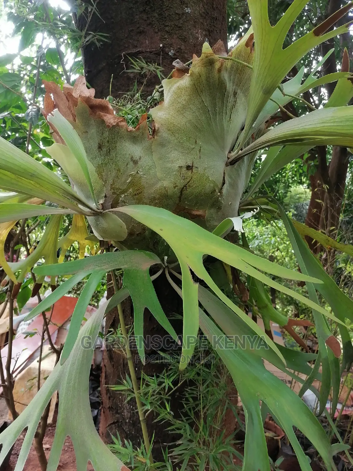 Staghorn Fern