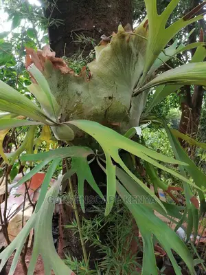 Staghorn Fern