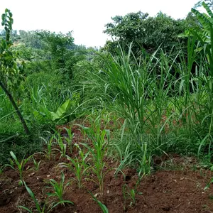 5 Acres of Land on Sale at Maragua