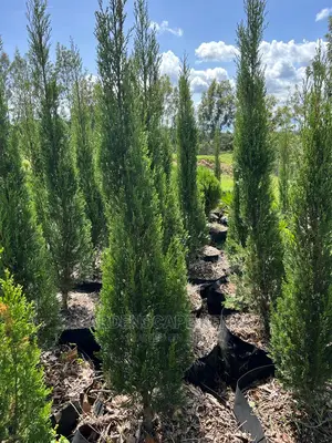 Big Italian Cypress