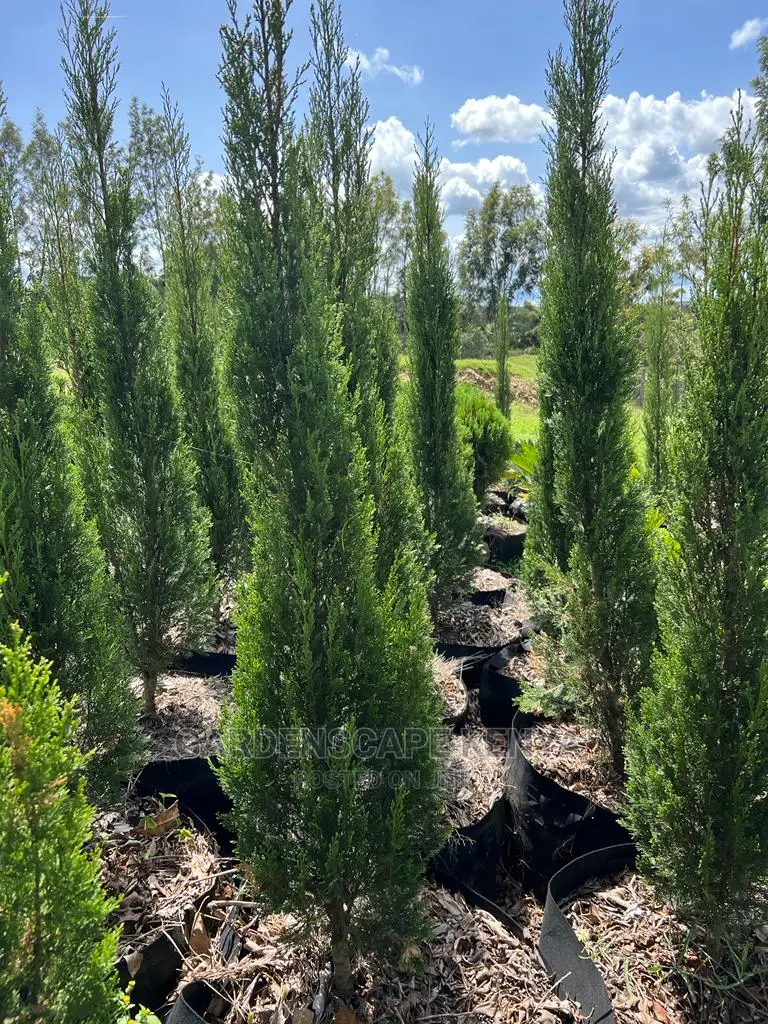 Big Italian Cypress