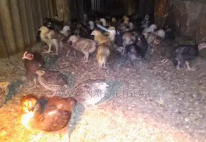 Quality Three 3 Weeks Old Kuroiler Chicks Fully Vaccinated