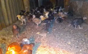 Quality Three 3 Weeks Old Kuroiler Chicks Fully Vaccinated