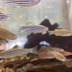 Zebra Danios