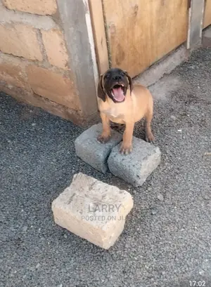 1-3 Month Male Purebred Boerboel
