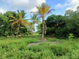 Prime Land for Sale - Kwale-Ng'ombeni