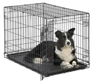 6 Months Puppies Cages