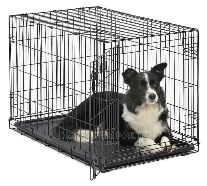 6 Months Puppies Cages