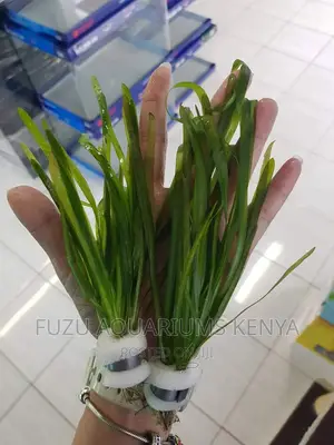 Live Plants for Aquariums