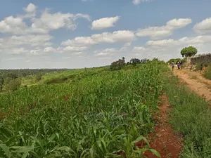 1⁄8plot With Titledeed Kangema Farmland Near Thika Greens
