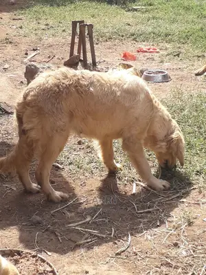 6-12 Month Female Purebred Golden Retriever