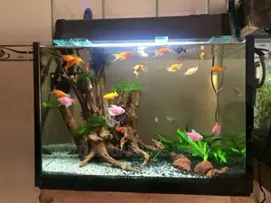Driftwood Aquarium (Original)