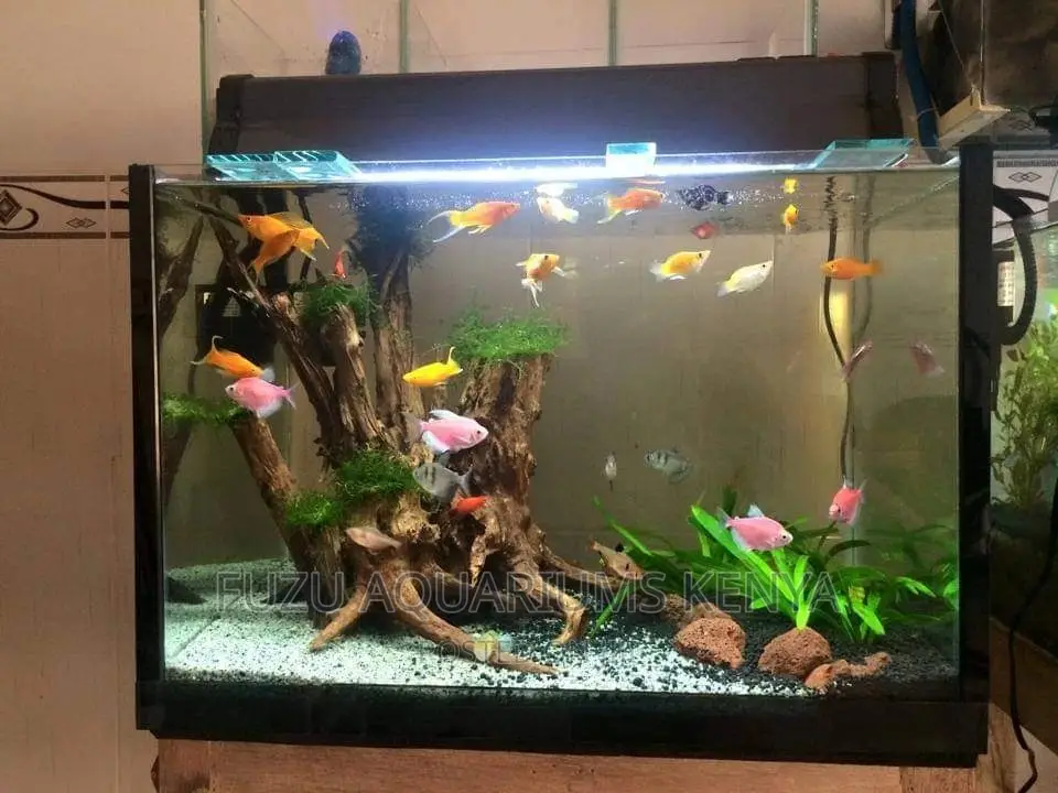 Driftwood Aquarium (Original)