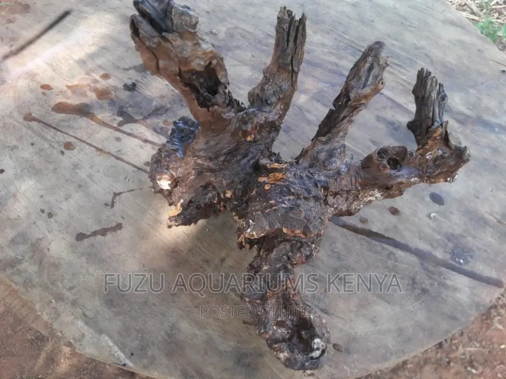 Driftwood Aquarium (Original)