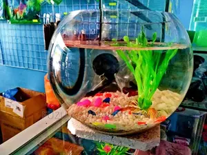 Fishbowl - Big