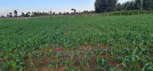 1 Acre Land for Sale in Chepkoilelkapndani in Eldoret