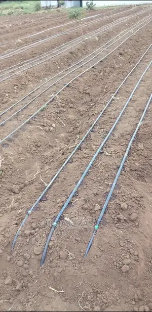 Drip Lines Installation