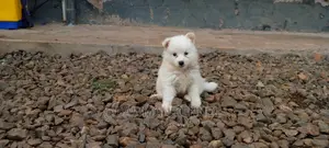 1-3 Month Male Purebred Japanese Spitz