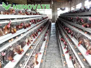 128 Hens Cage