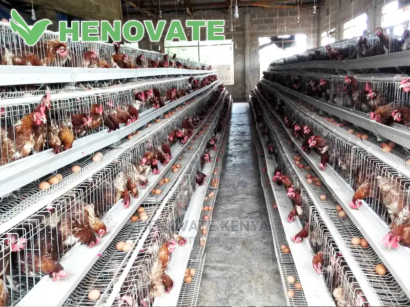 128 Hens Cage
