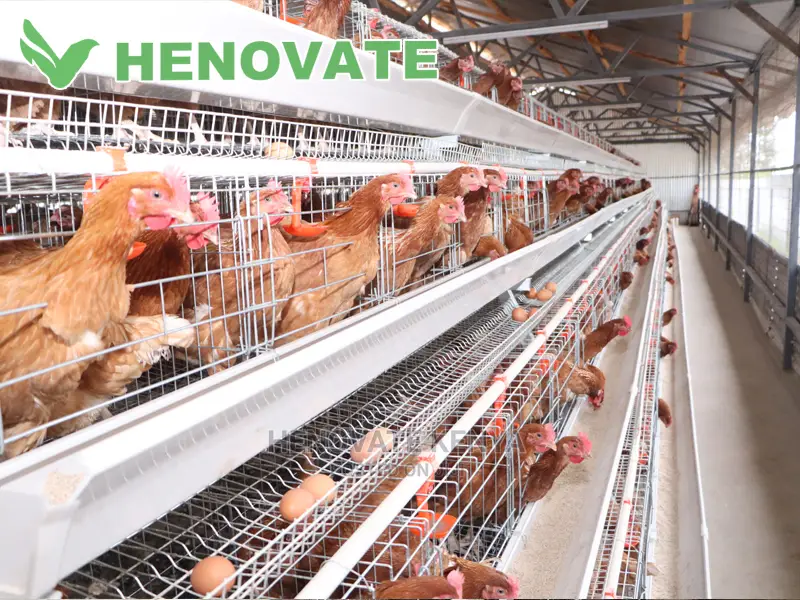 128 Hens Cage